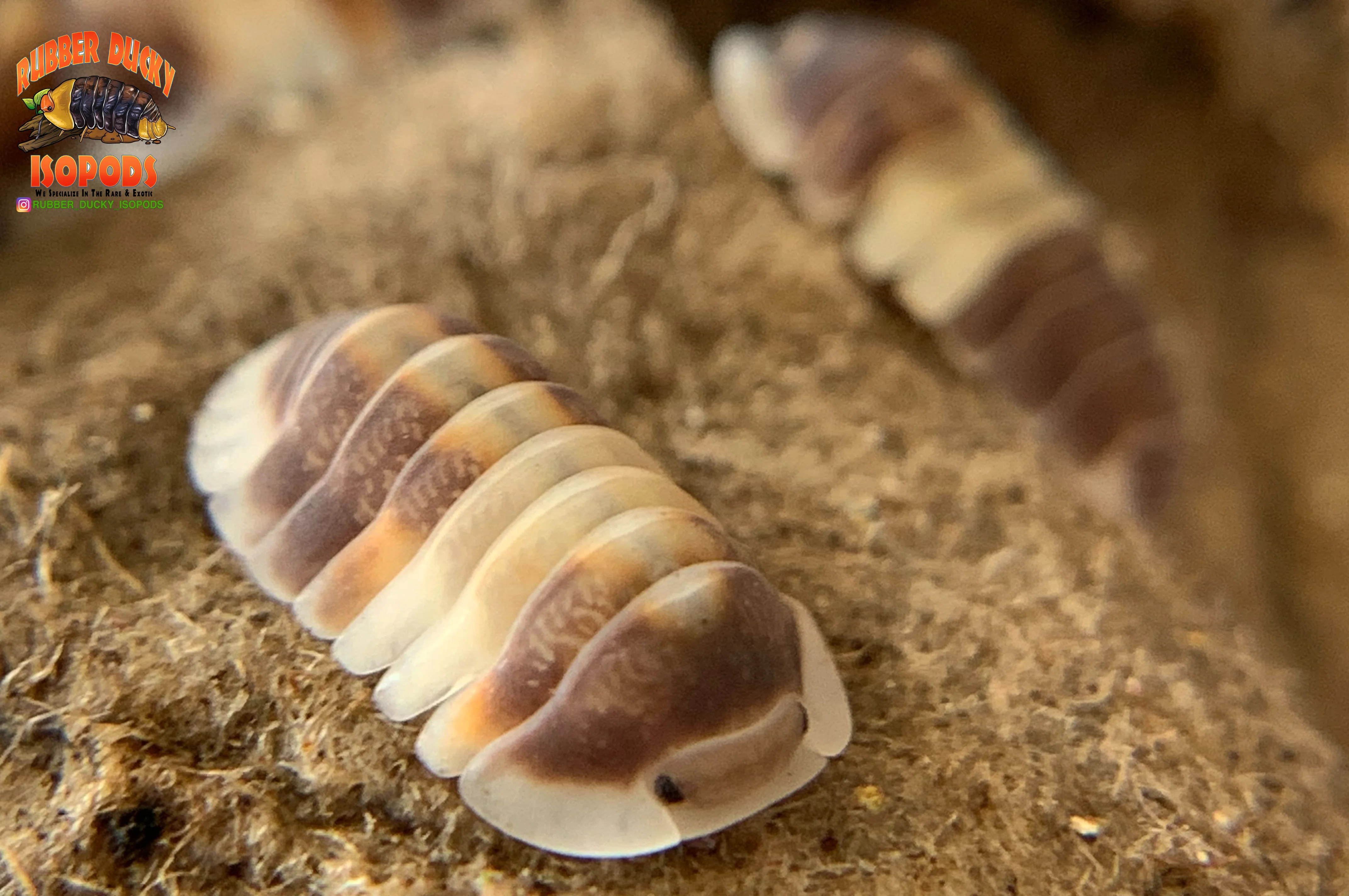 "Cappuccino" Brightly Colored High End Designer Isopods (Cubaris sp.) 6 Count