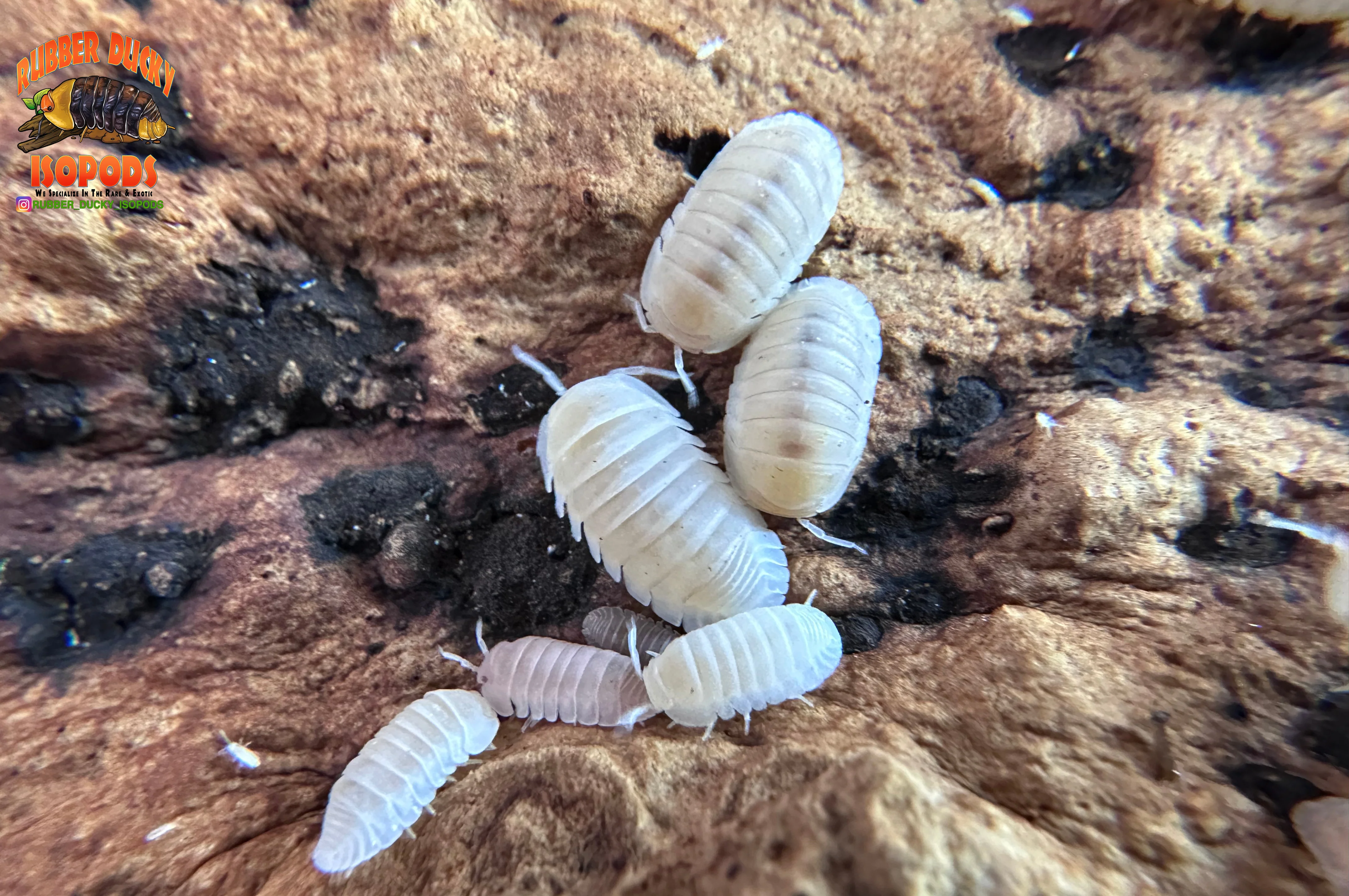 "Cubaris Glacier" Bright White Eyed Isopods (Cubaris murina) 10 Count