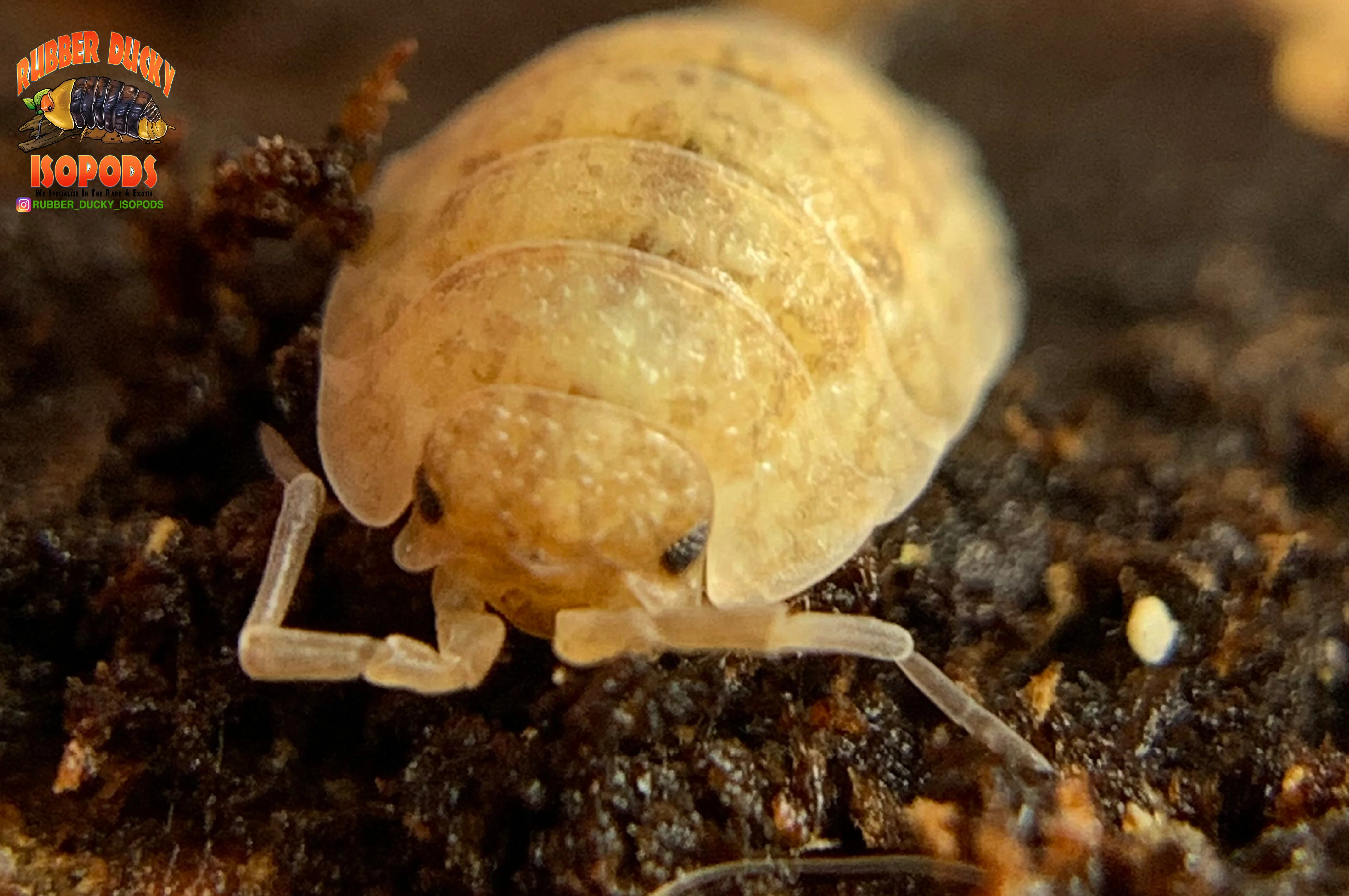 "Lemonade" Yellow Clean Up Crew Isopods (Porcellio scaber) 10 Count