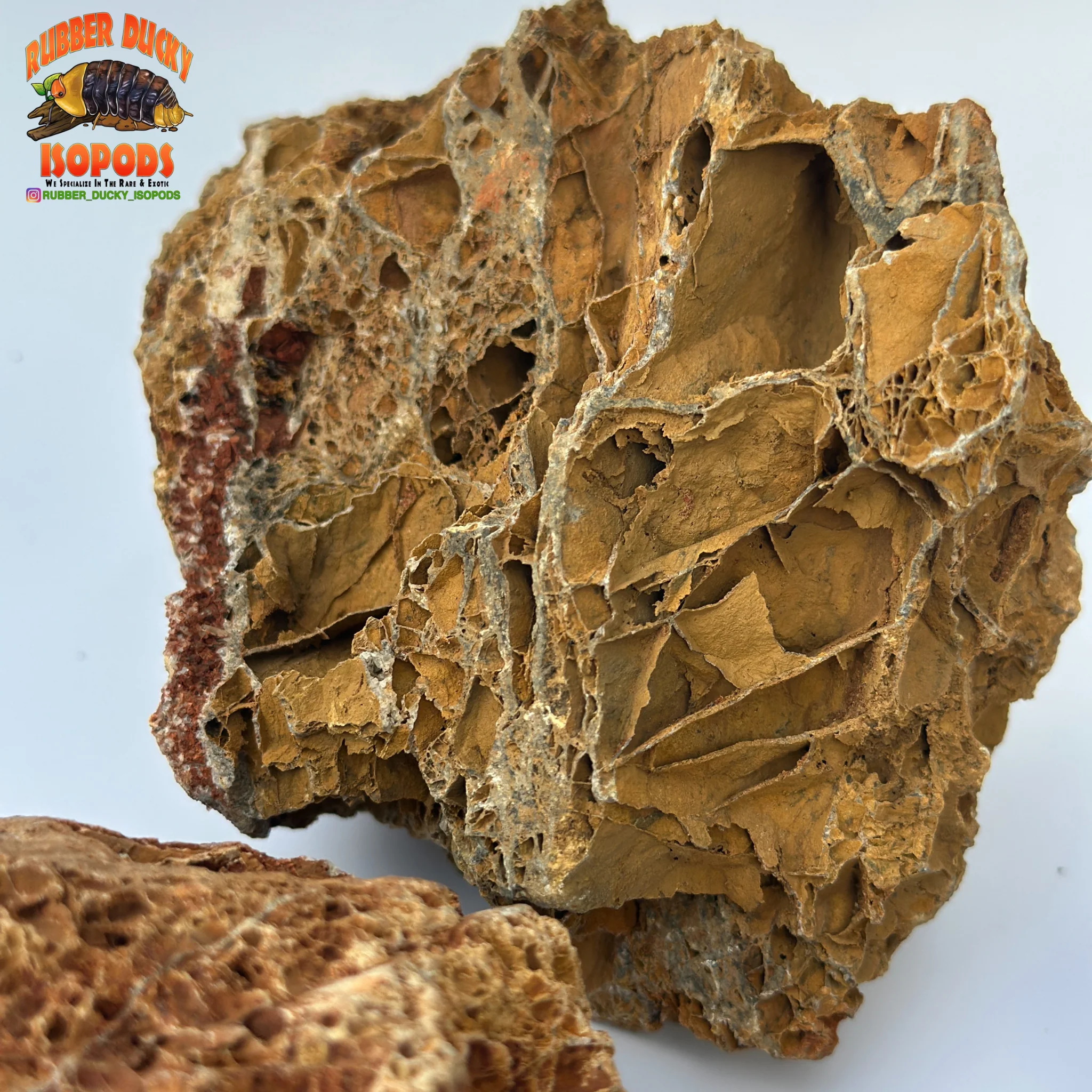 Maple Leaf Stone | Inert Natural Hardscape for Bioactive Terrariums & Aquariums