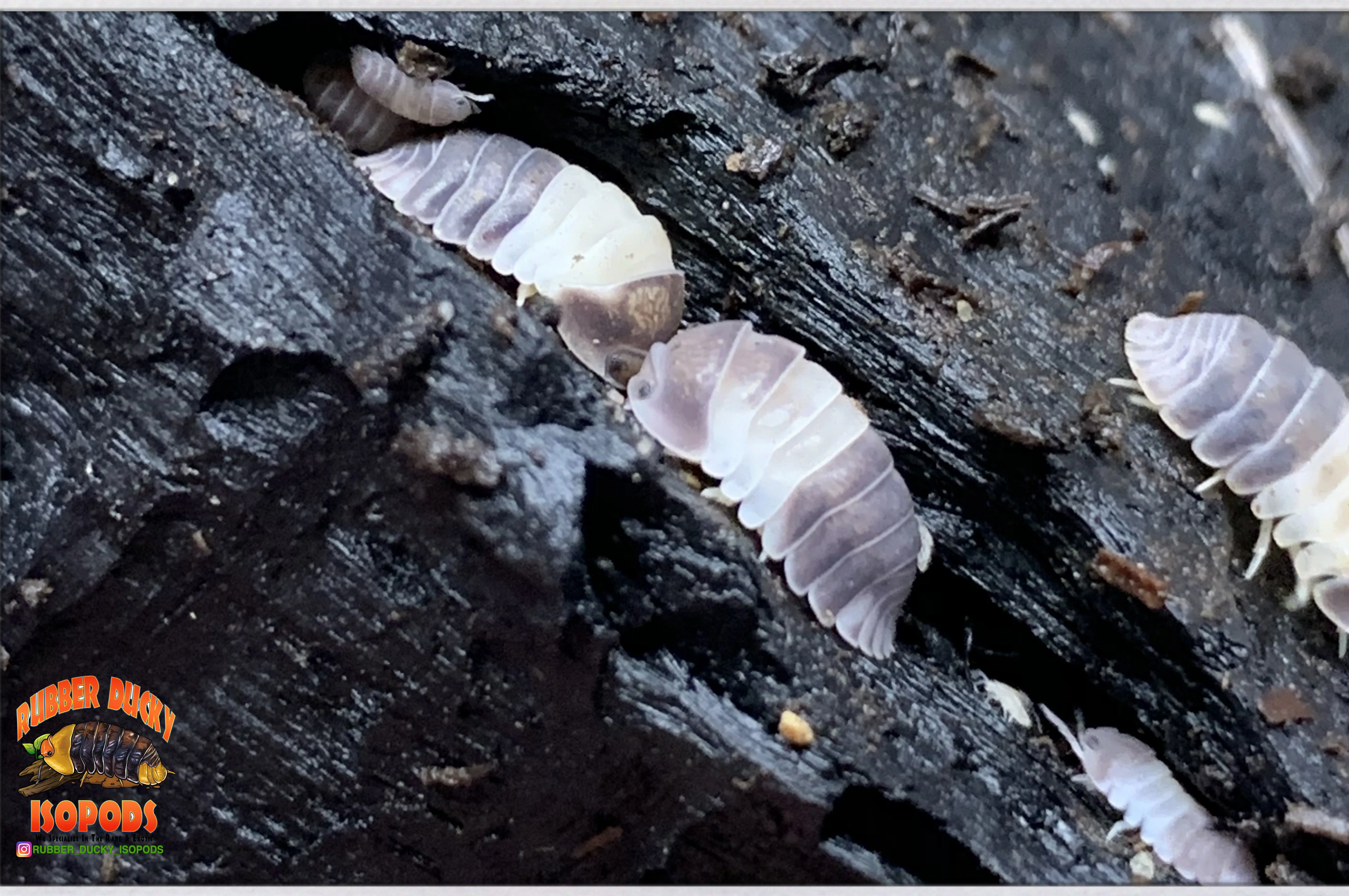 "Panda King" Highly Desired Isopods (Cubaris sp) 10 Count