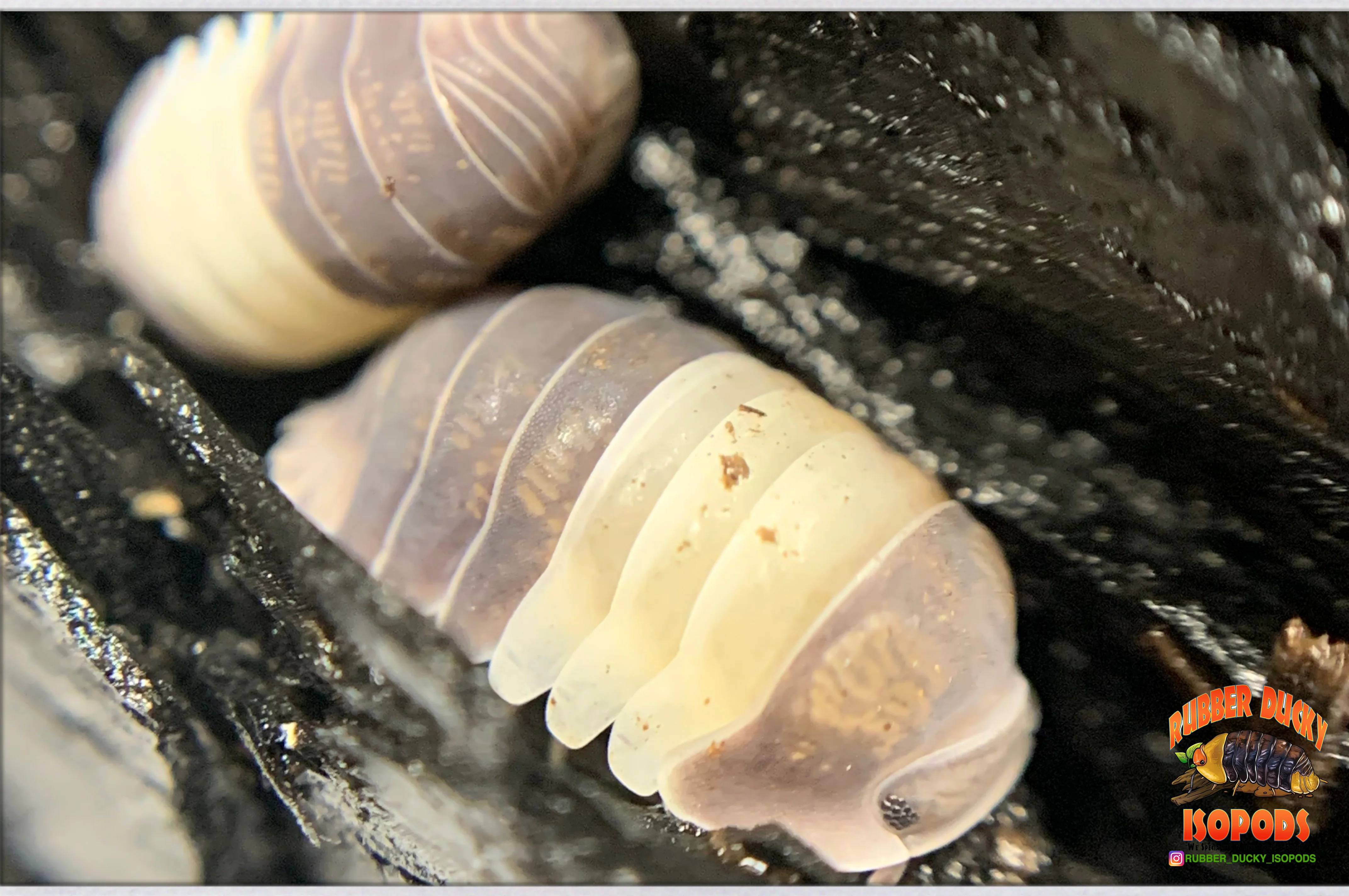 "Panda King" Highly Desired Isopods (Cubaris sp) 10 Count - Image 2