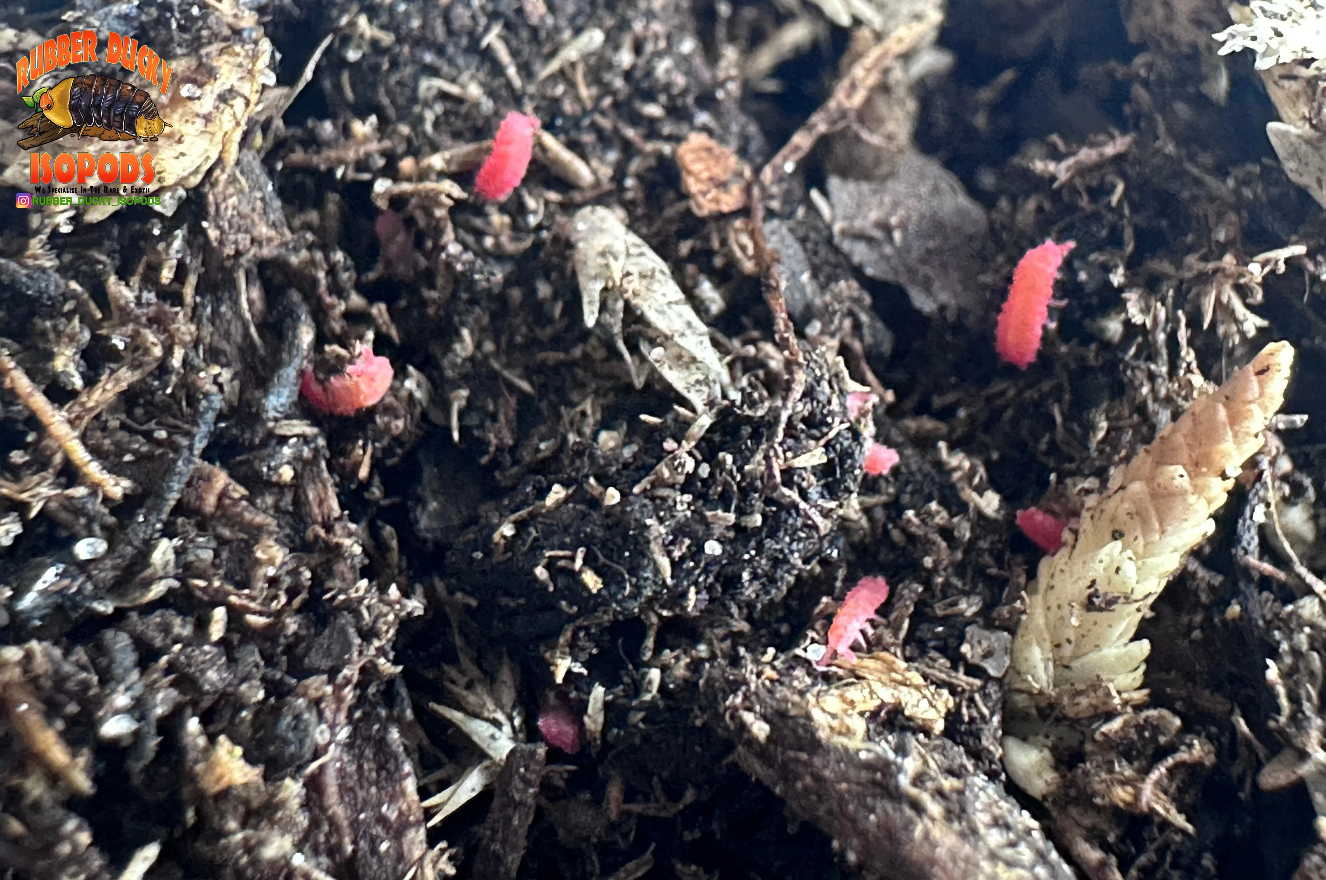 "Thai Red Springtails" BRIGHT Red Designer Springtails (Lobella sp)