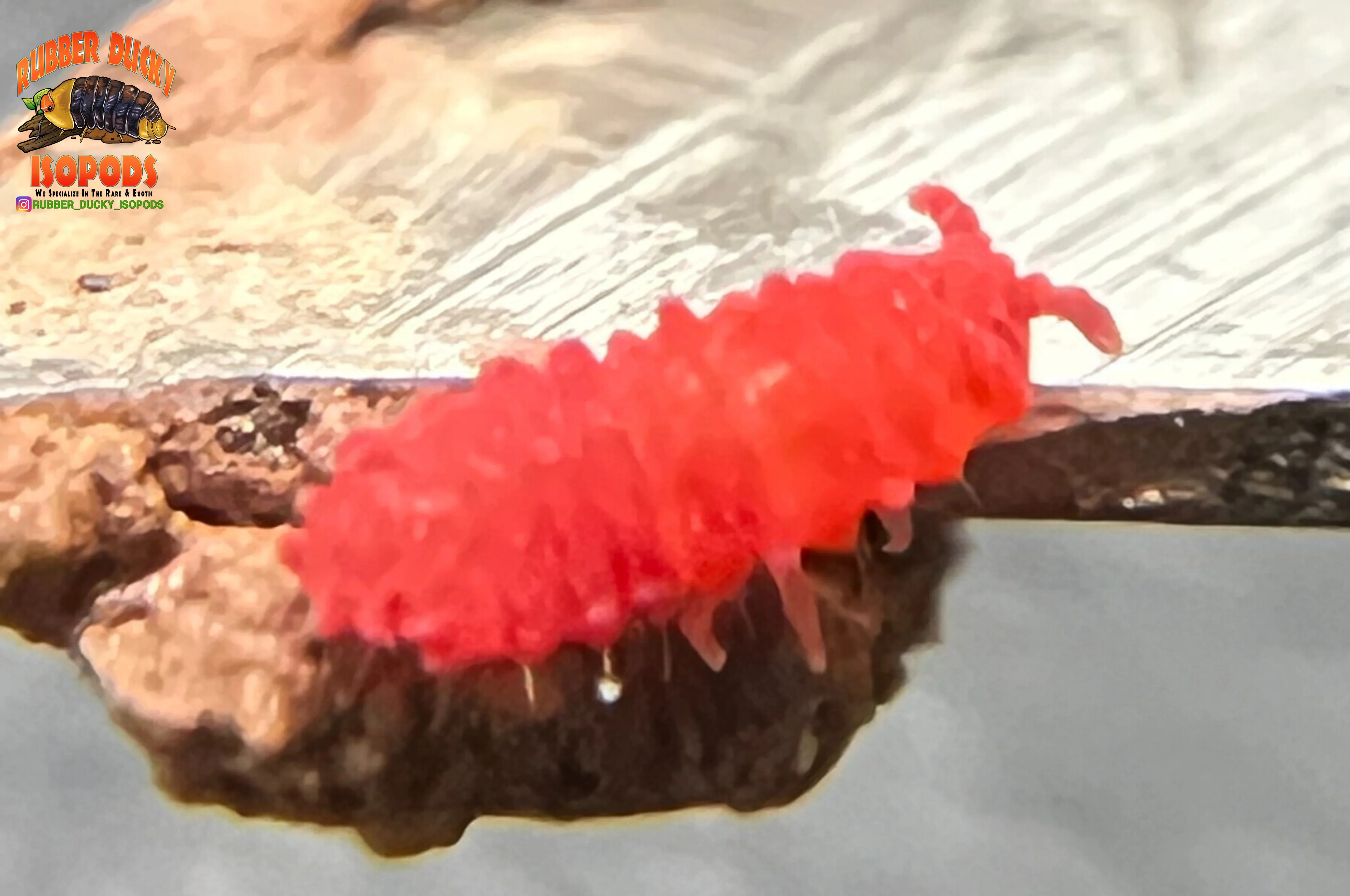 "Thai Red Springtails" BRIGHT Red Designer Springtails (Lobella sp) - Image 2