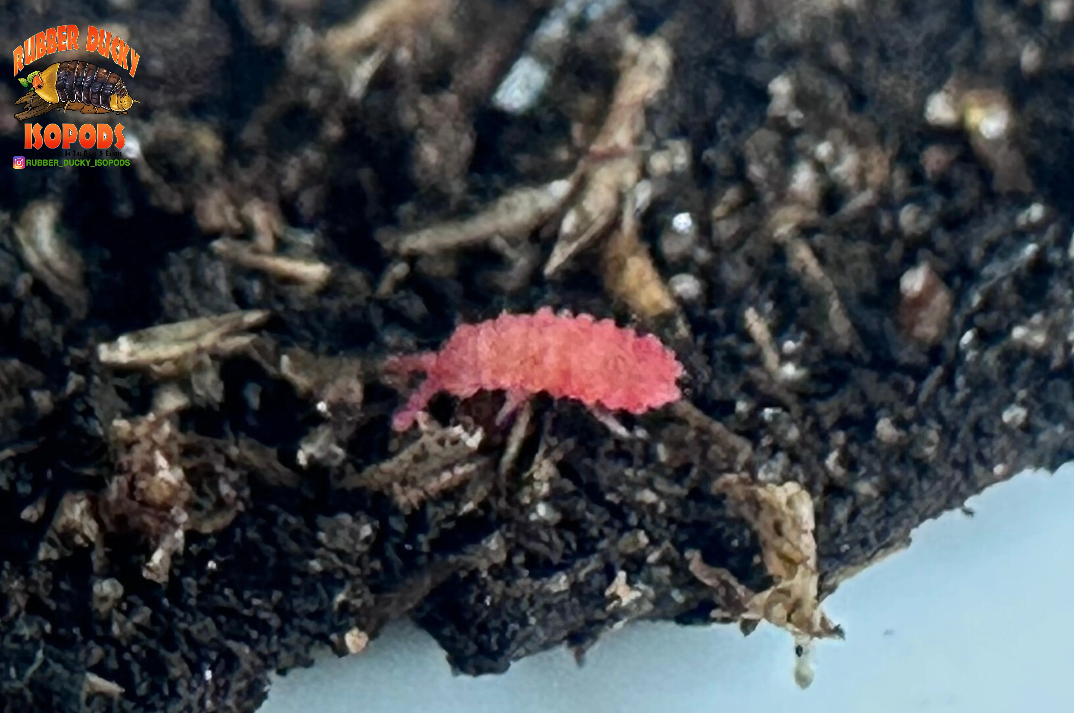 "Thai Red Springtails" BRIGHT Red Designer Springtails (Lobella sp) - Image 3